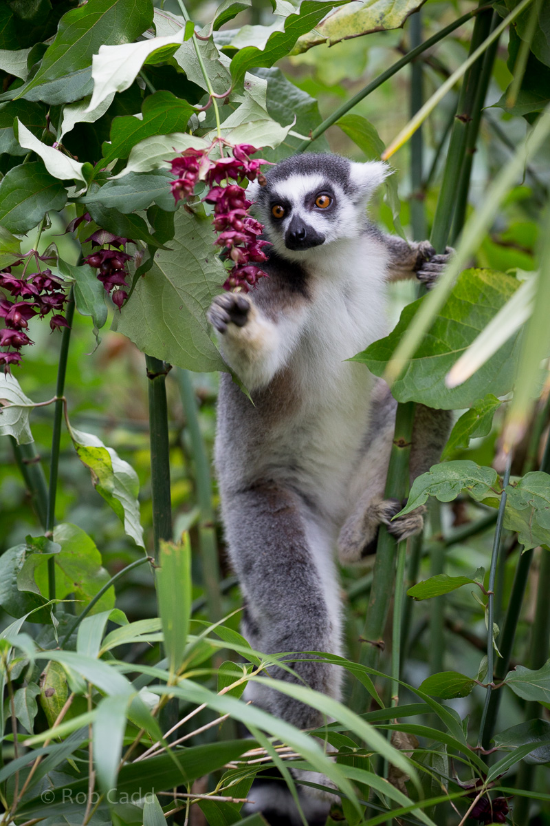 Ring-tailed lemur : Cotswold WP : 18 Dec 2015