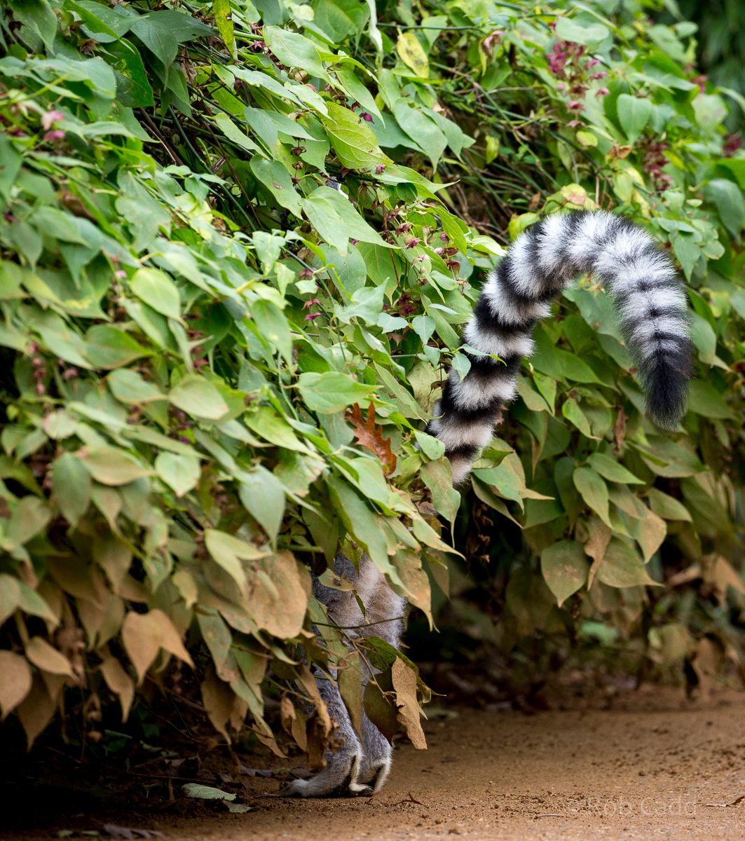 Ring-tailed lemur : Cotswold WP : 18 Dec 2015
