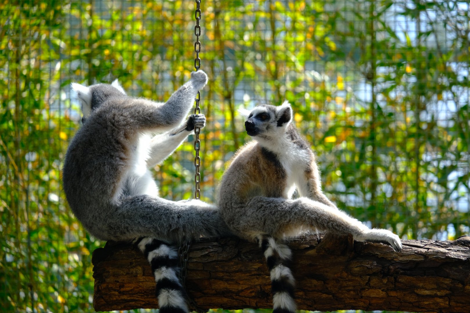 Ring Tailed Lemur - Darling Downs Zoo