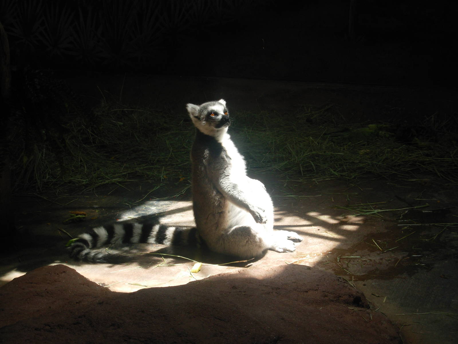 Ring-Tailed Lemur - Denver Zoo