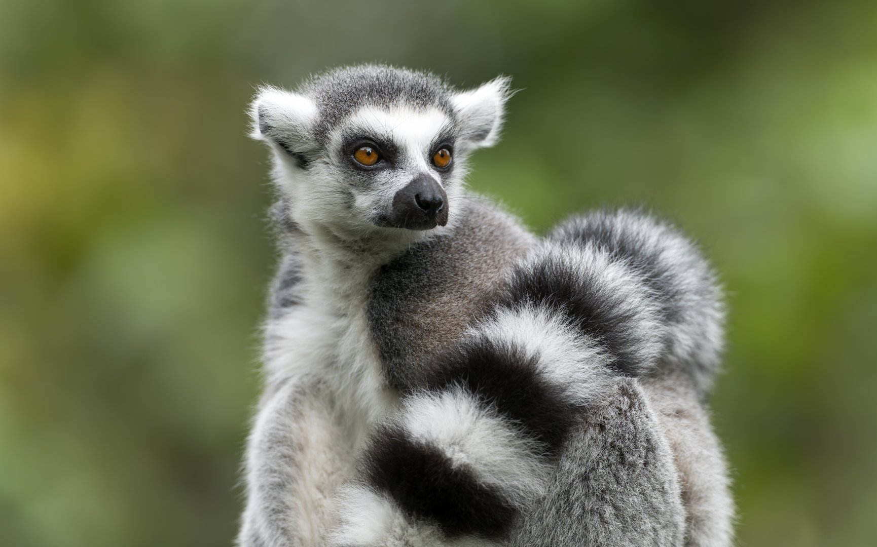 Ring Tailed Lemur, Dudley, UK