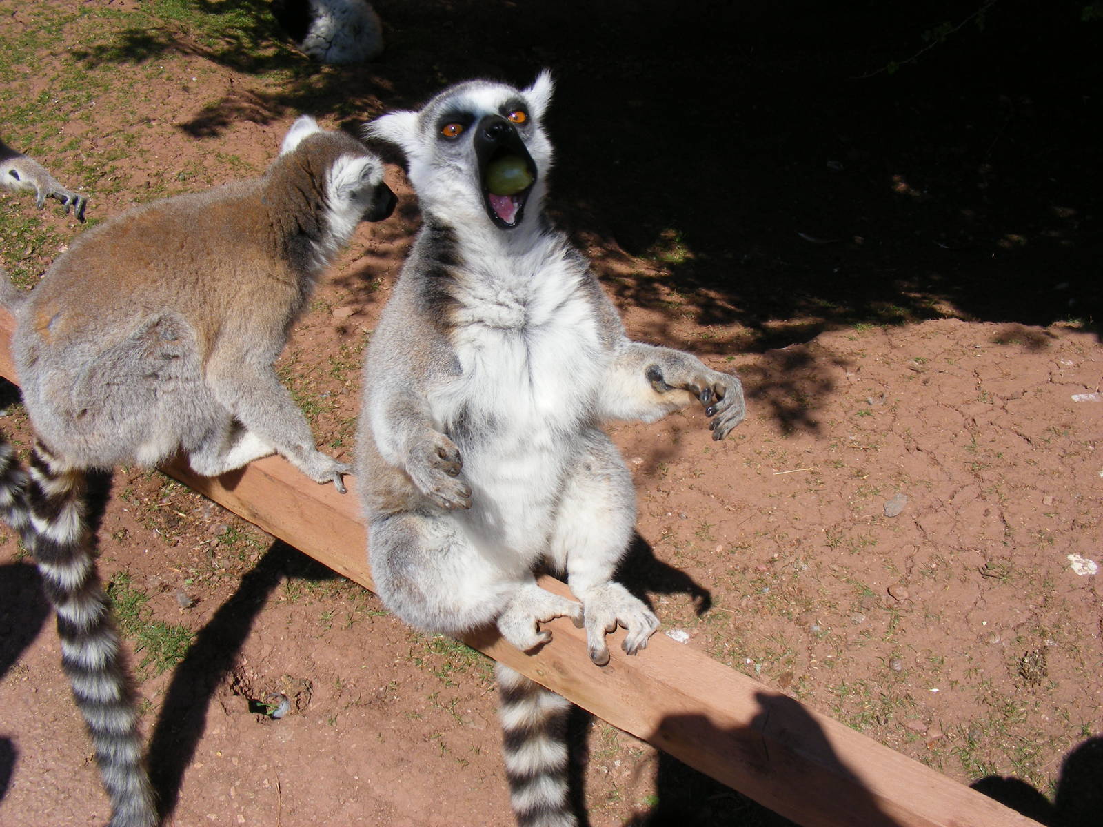 Ring-tailed lemur eating a grape at South Lakes Wild Animal Park, 23 May 20