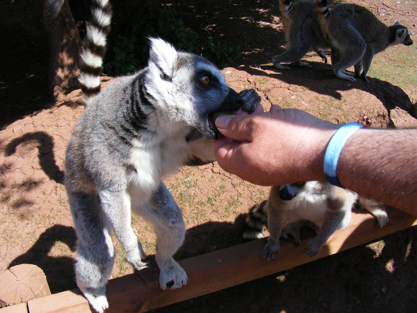 Ring-tailed lemur eating a grape at South Lakes Wild Animal Park, 23 May 20