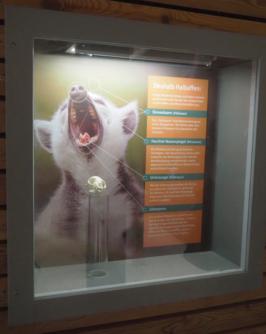 Ring-tailed lemur educational display, 2025-05-22