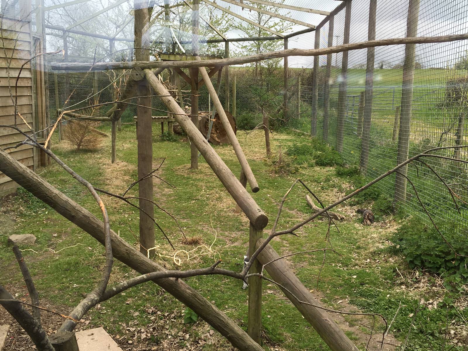 Ring-tailed Lemur enclosure - 010516