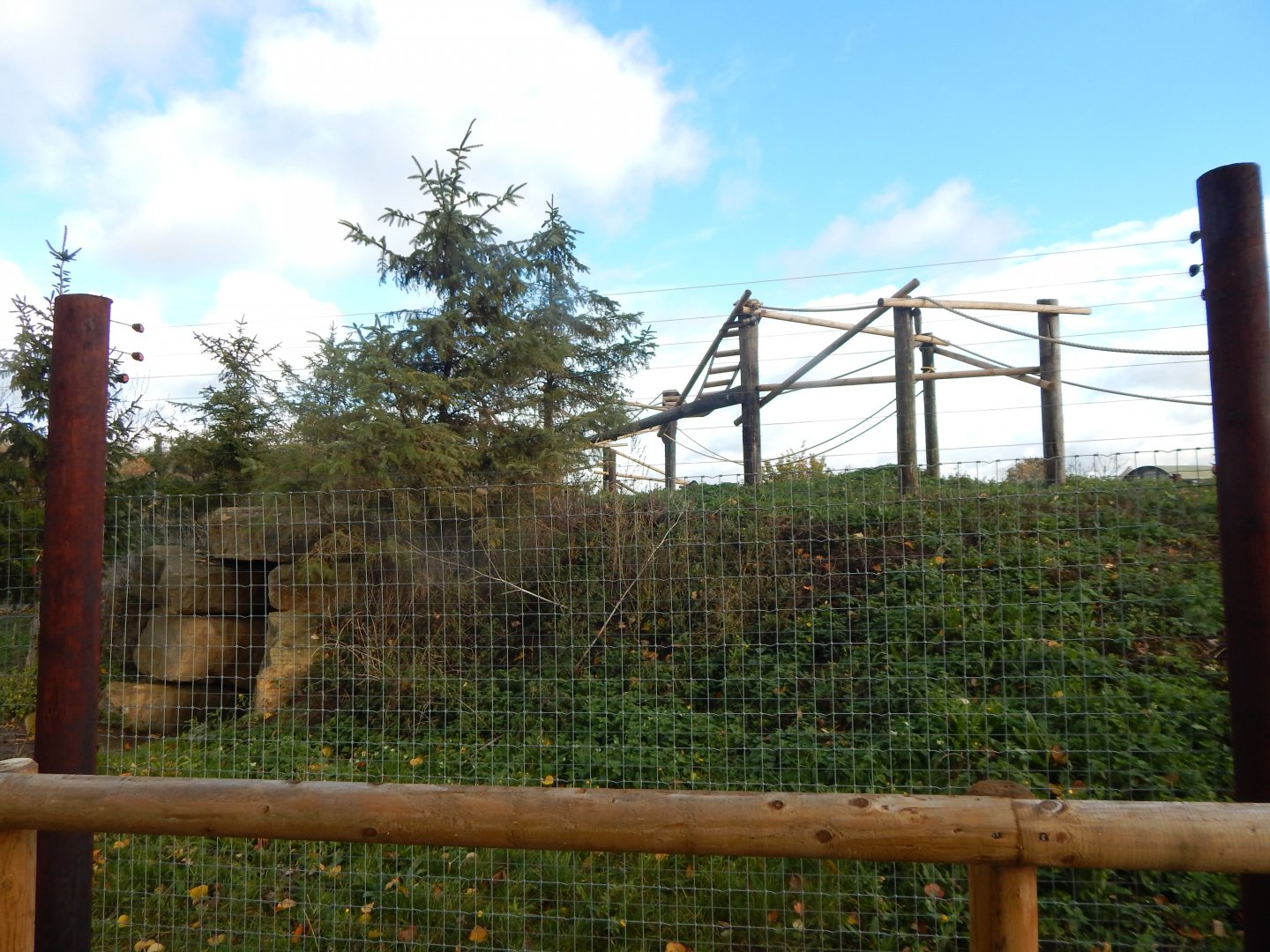 Ring-tailed lemur enclosure 021125