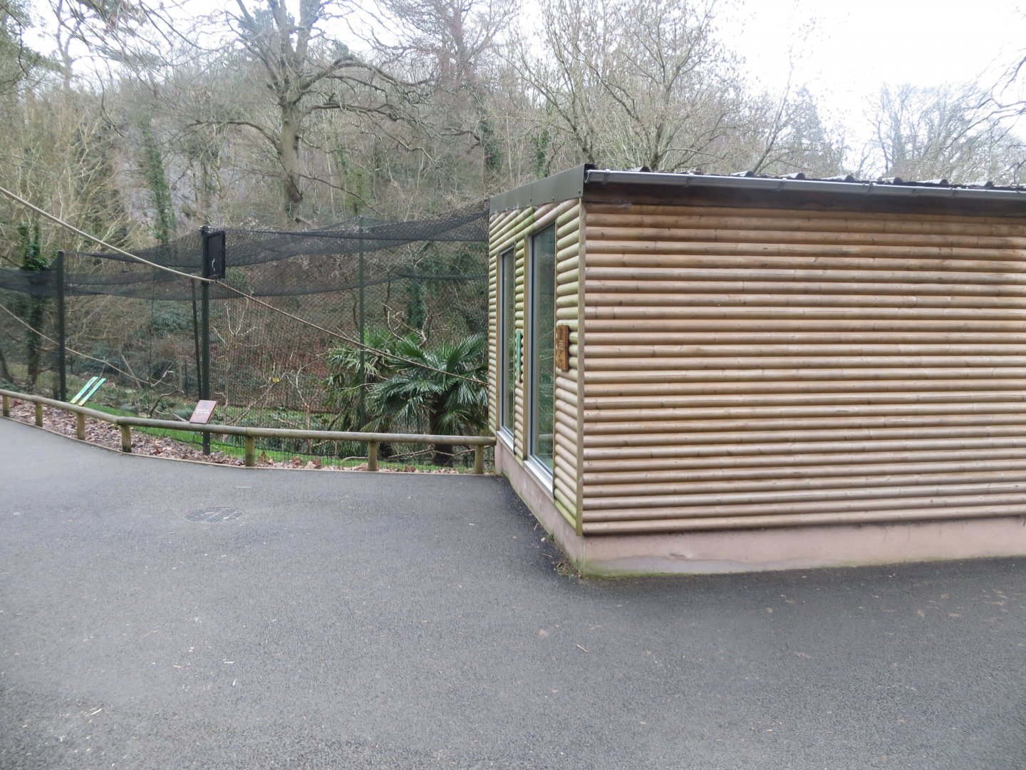 Ring-tailed lemur enclosure 050119