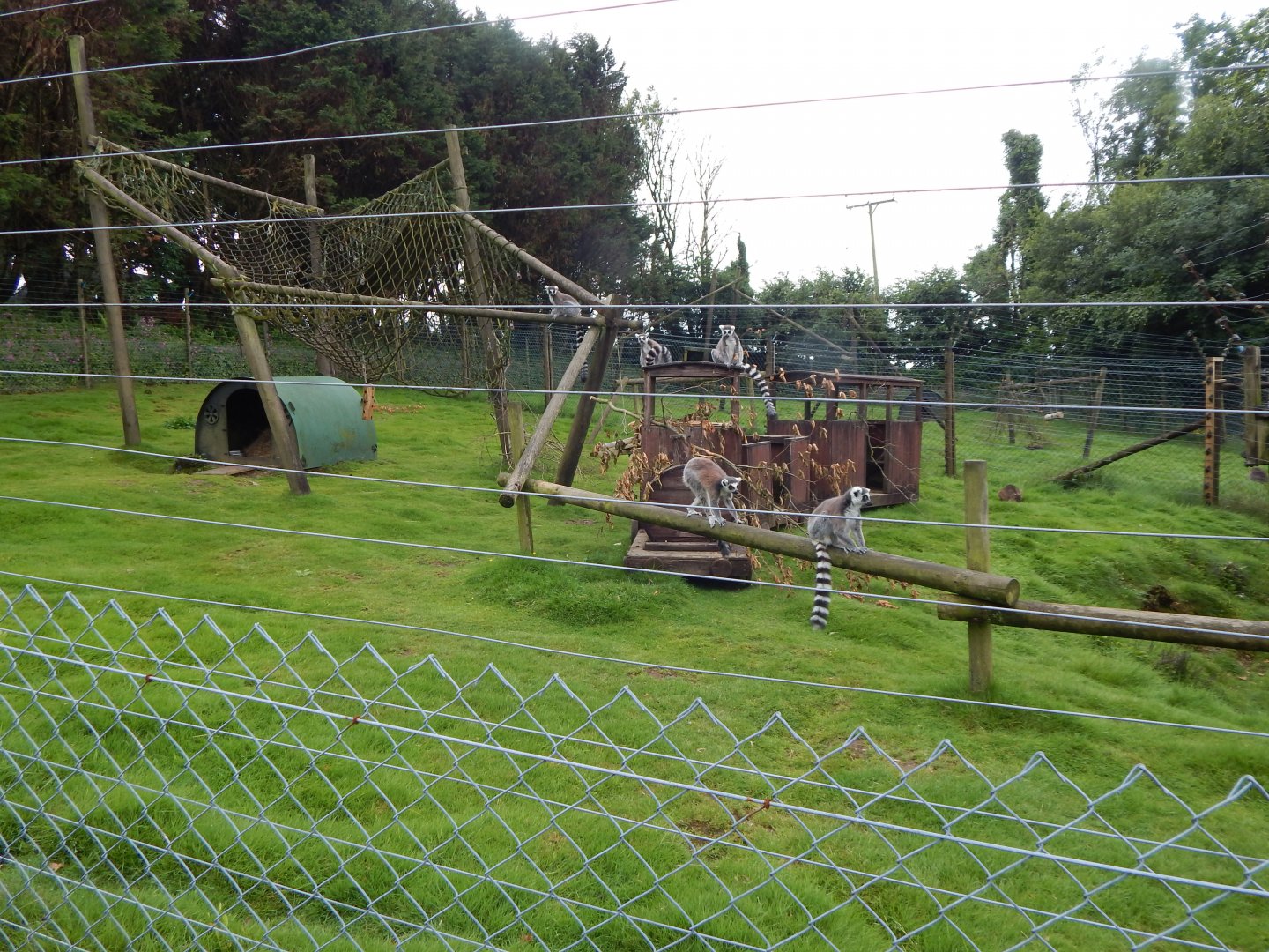 Ring-tailed lemur enclosure 050625