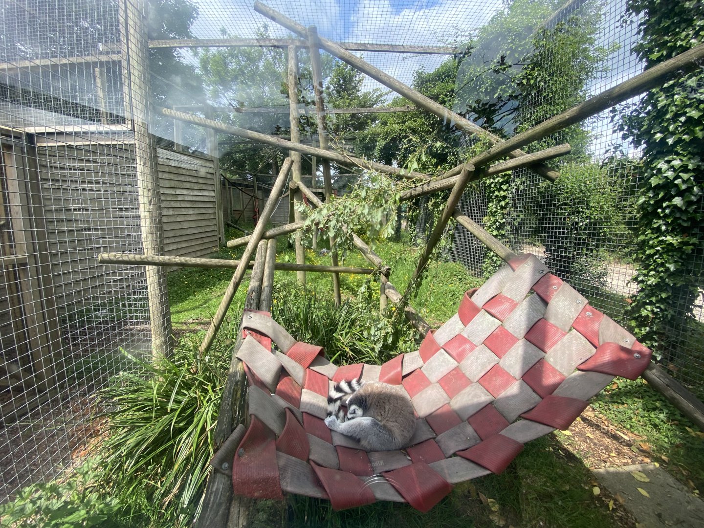 Ring-tailed lemur enclosure 060625