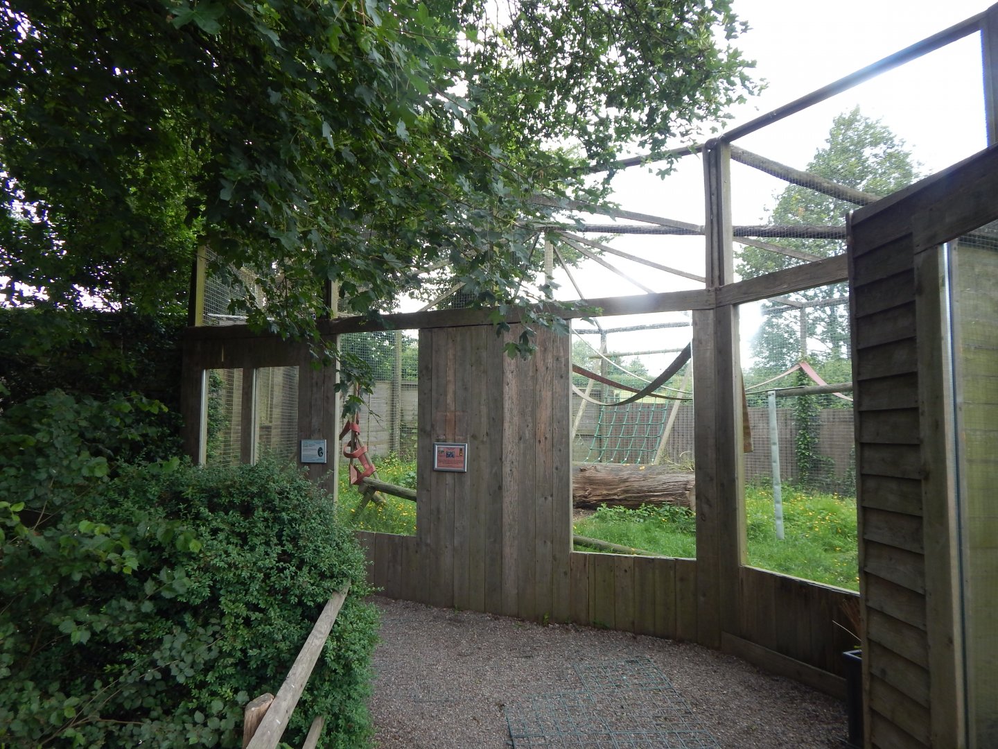Ring-tailed lemur enclosure 060625