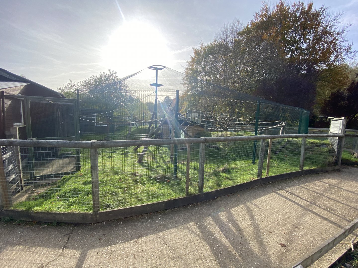 Ring-tailed lemur enclosure 071121
