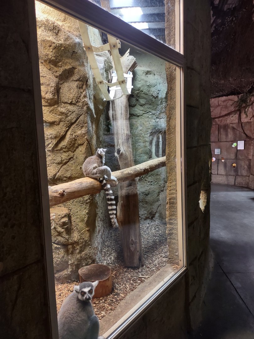 Ring tailed lemur enclosure #1