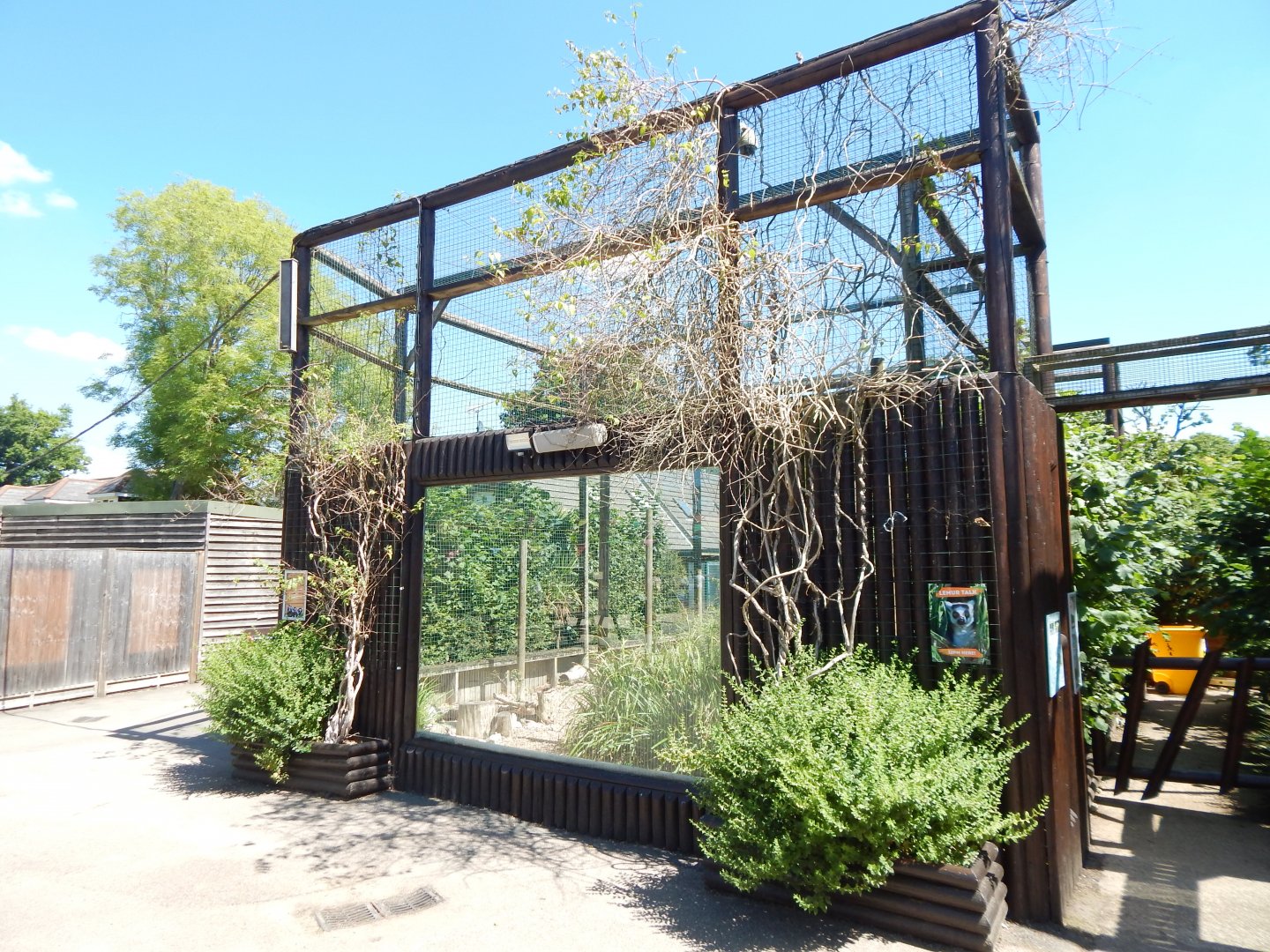 Ring-tailed lemur enclosure 100722