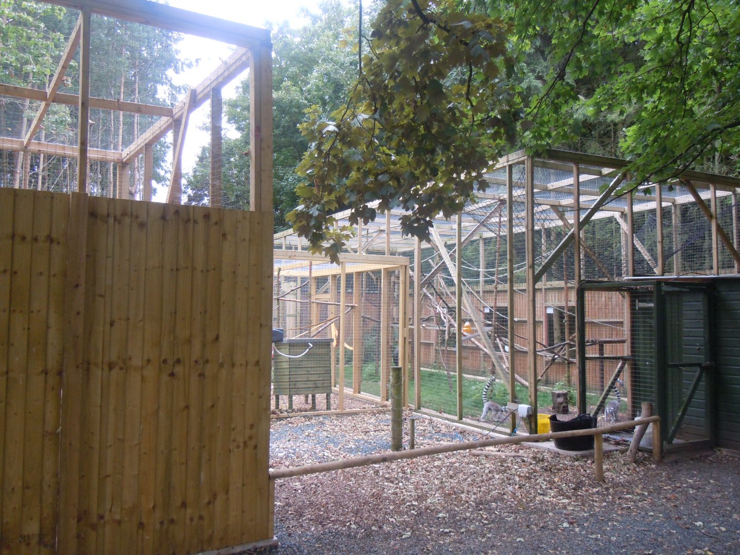 Ring-tailed lemur enclosure 100920