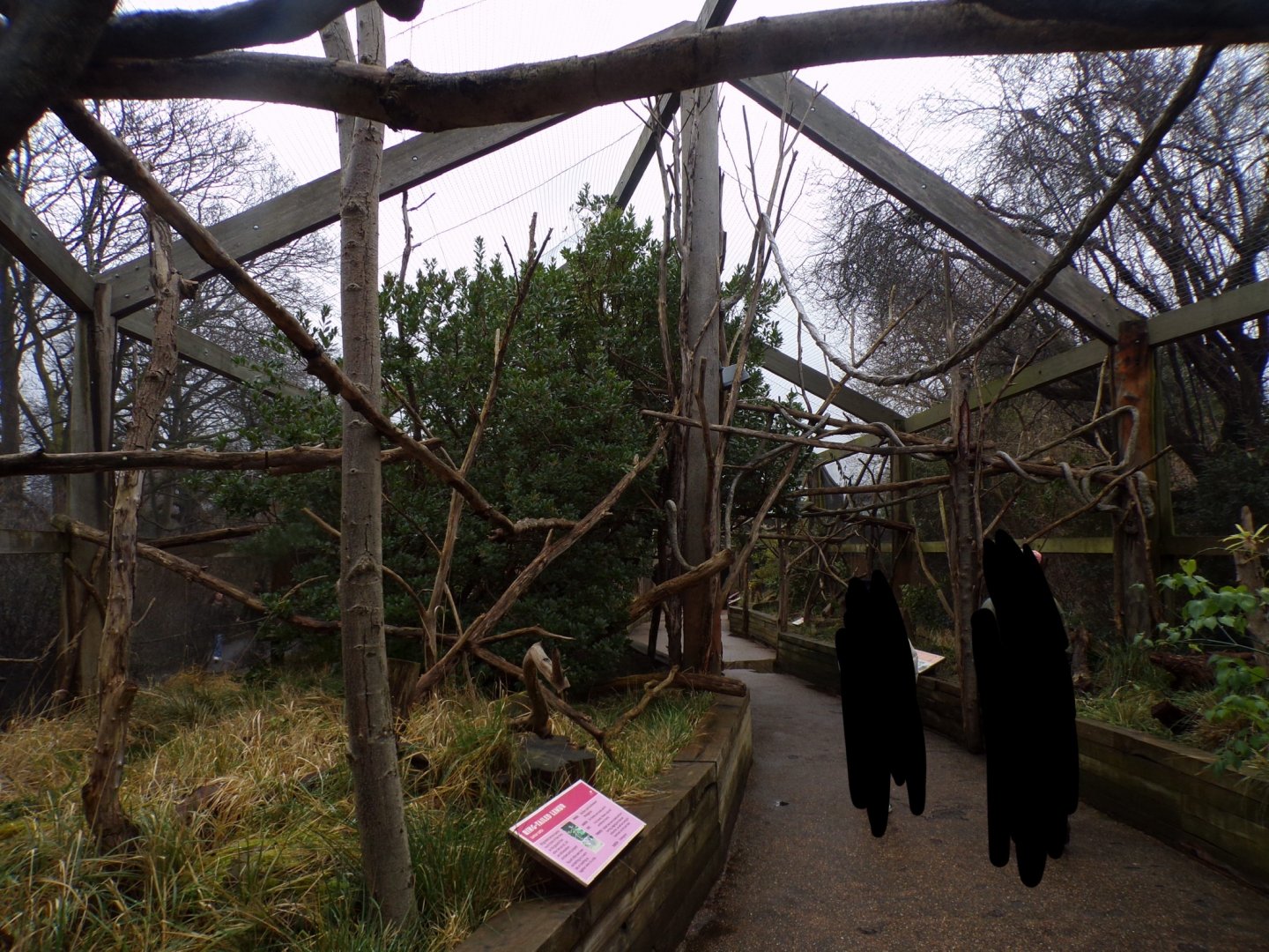 Ring-tailed lemur enclosure 11.2.25