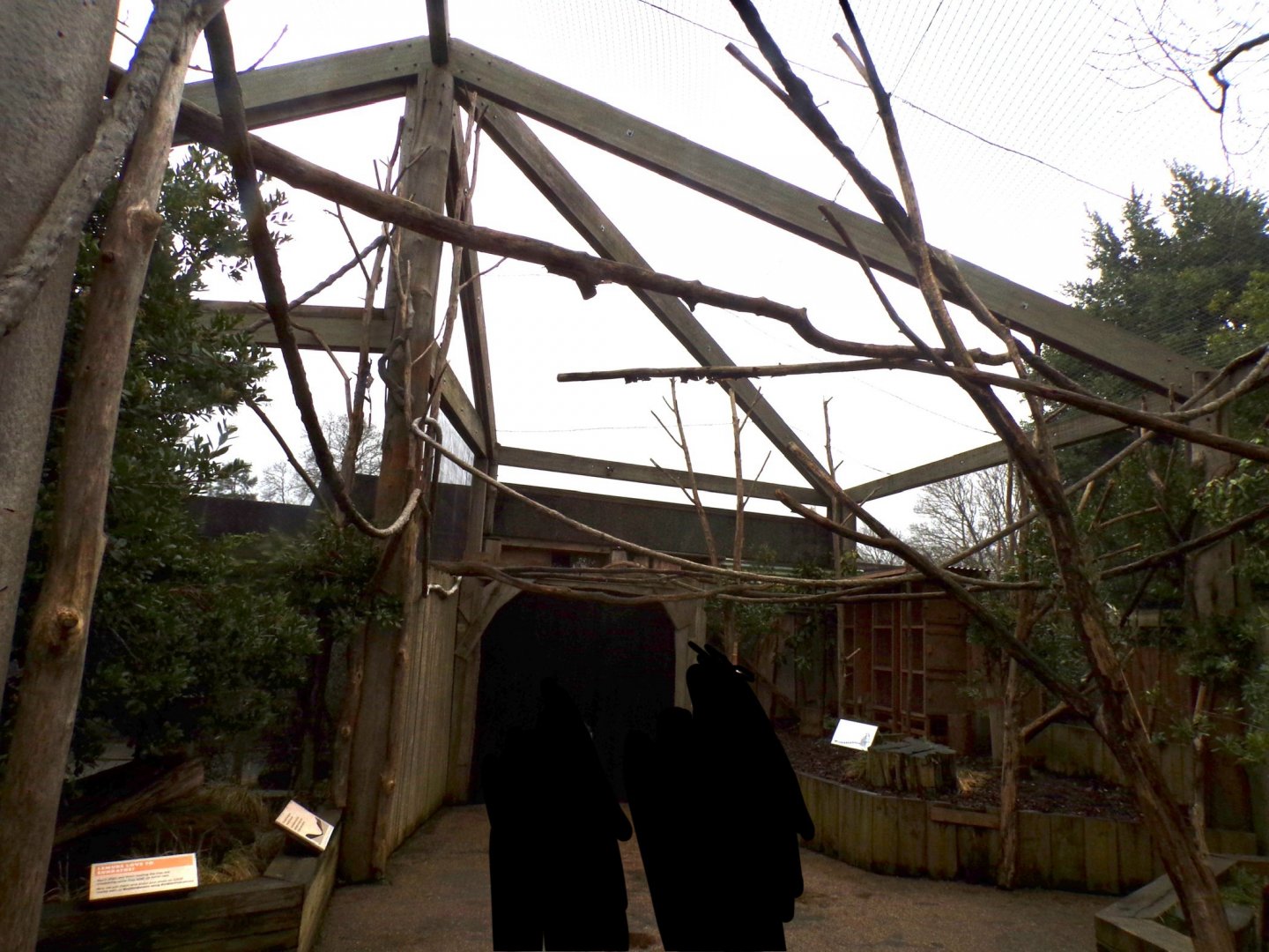 Ring-tailed lemur enclosure 11.2.25