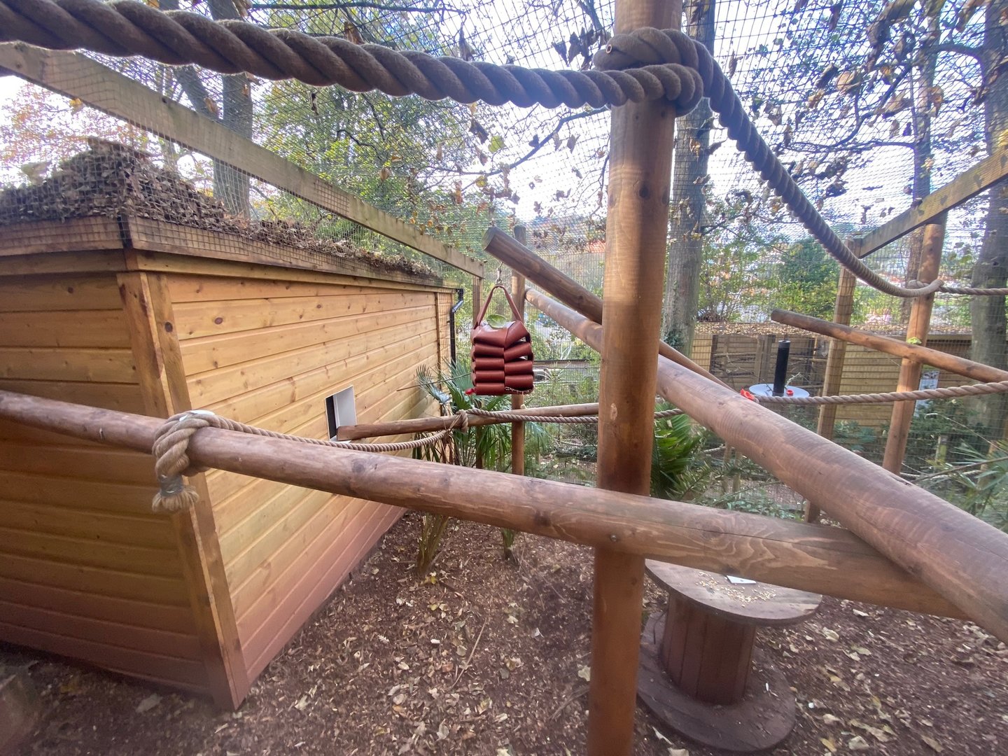 Ring-tailed lemur enclosure 111222