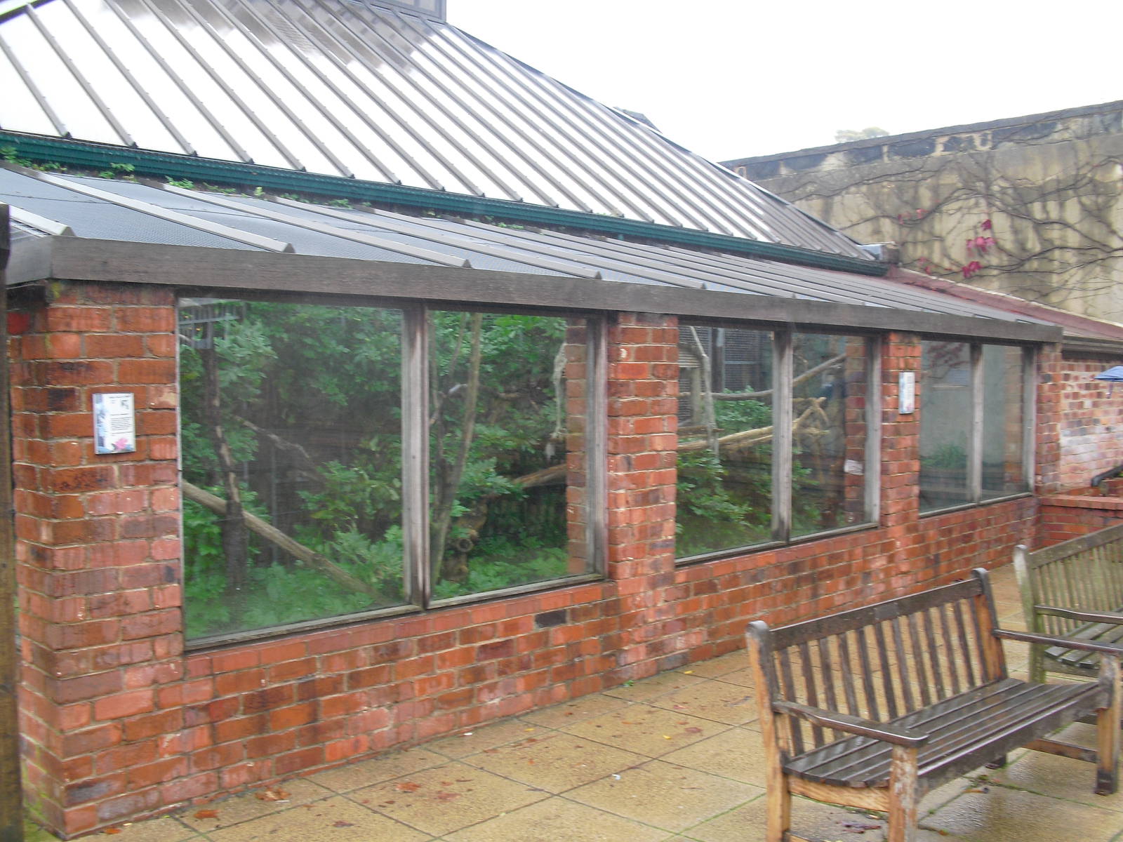 Ring-tailed Lemur Enclosure - 12/10/2011