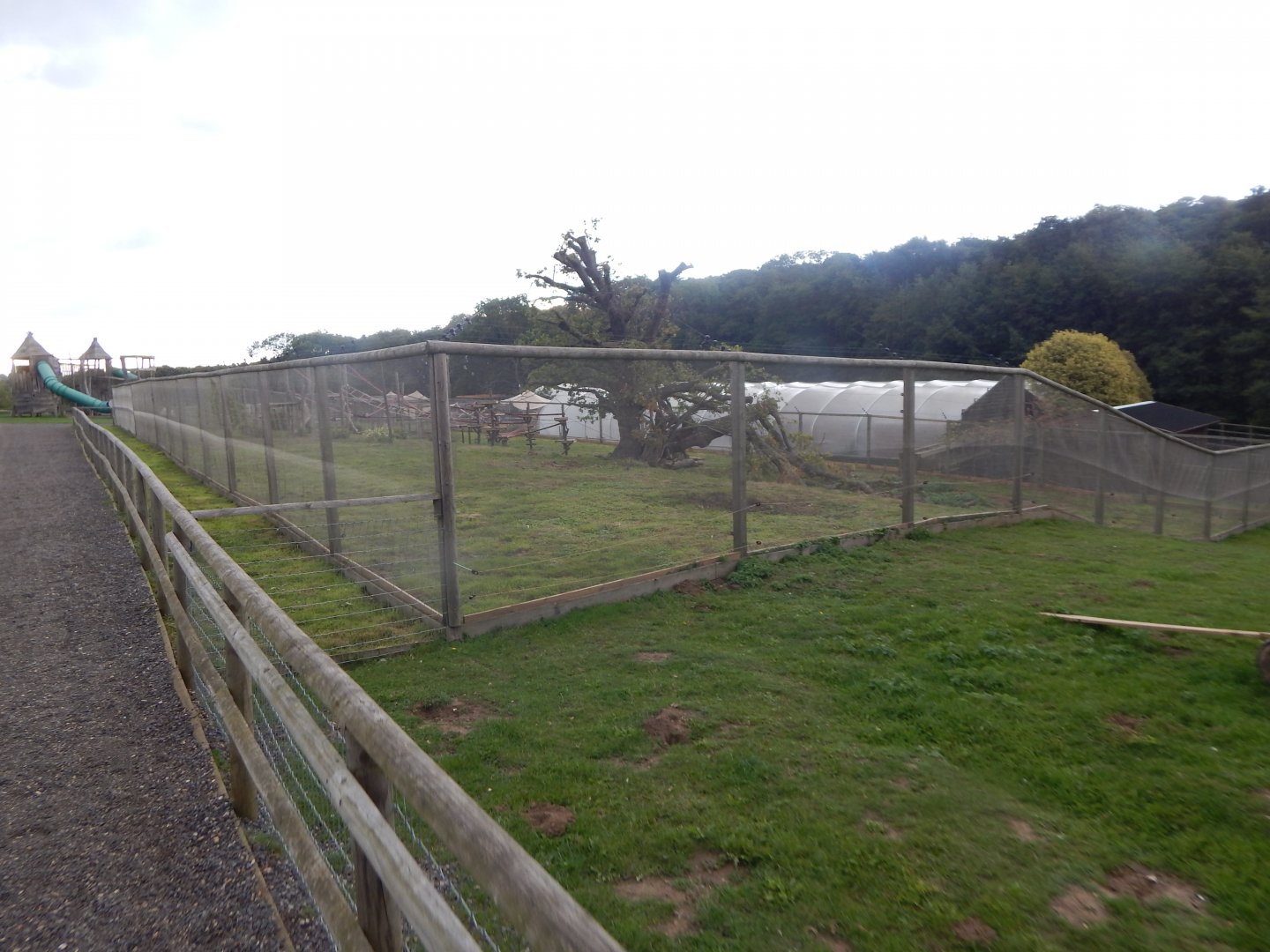 Ring-tailed lemur enclosure 130925
