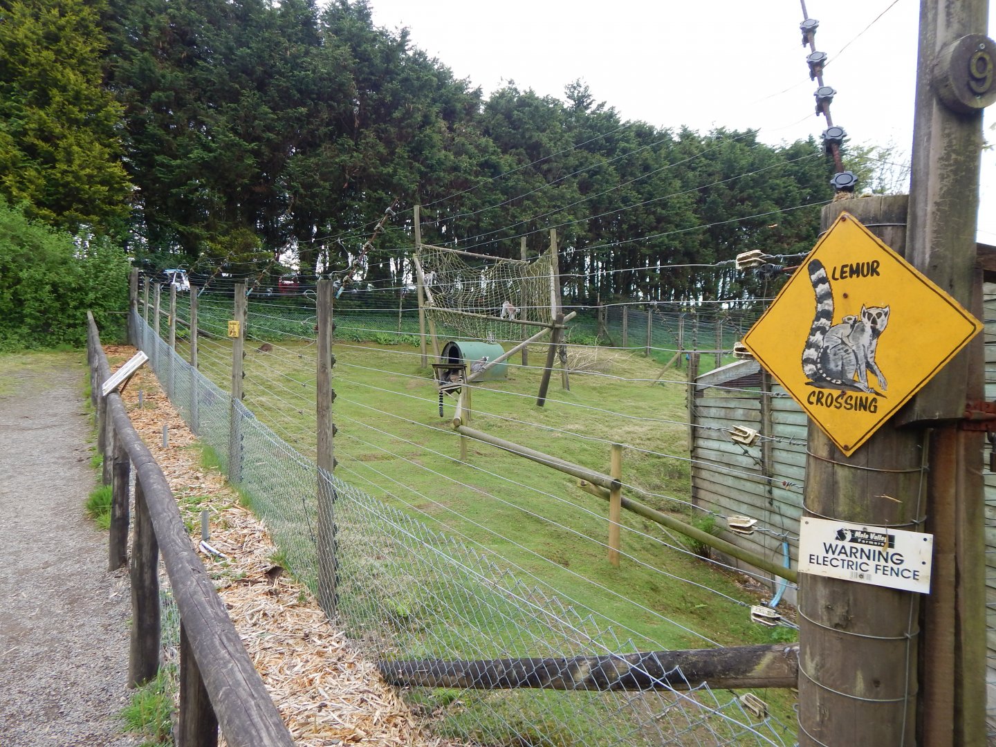 Ring-tailed lemur enclosure 150522