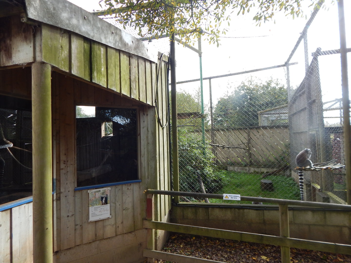 Ring-tailed lemur enclosure 151022