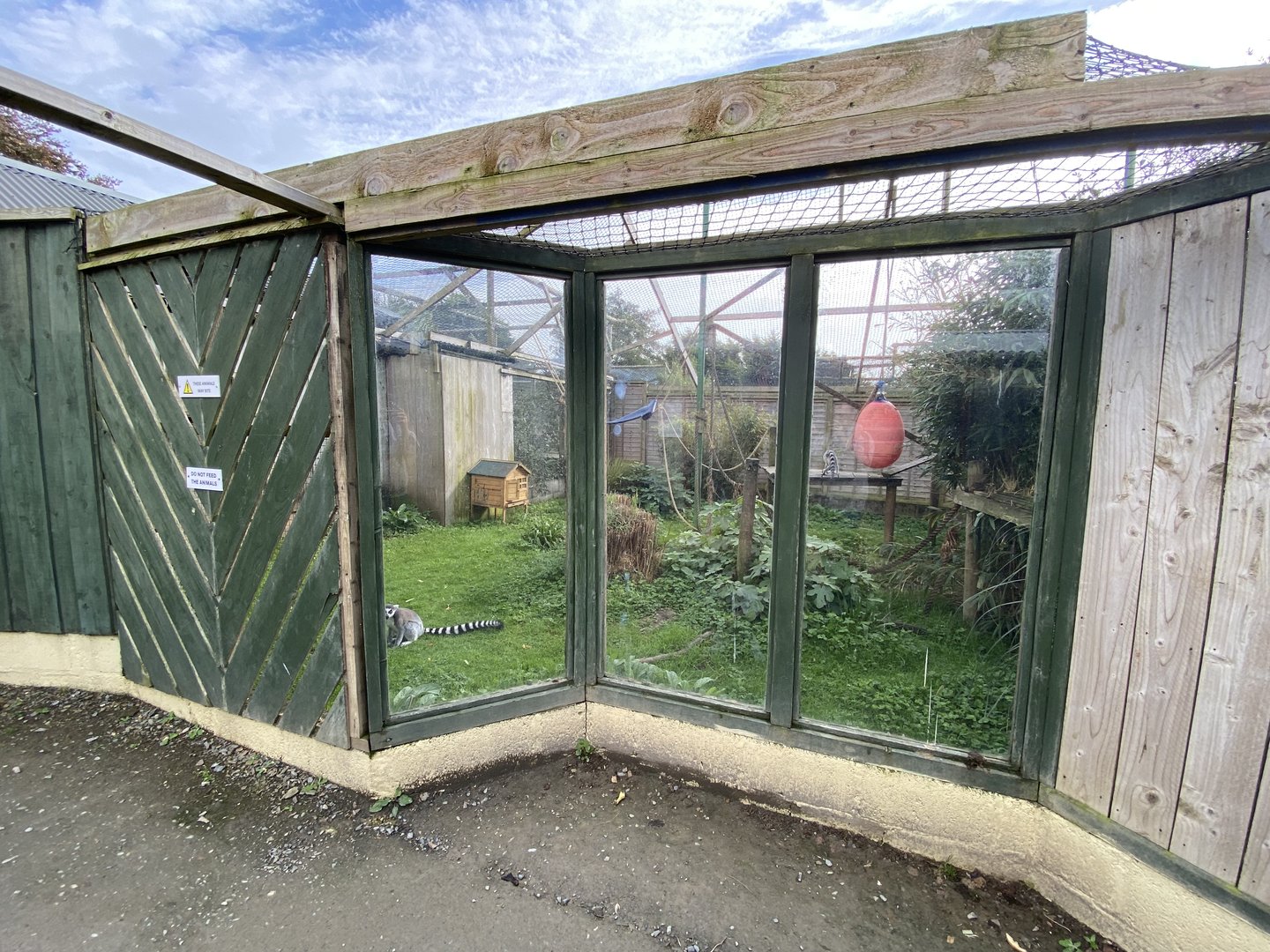 Ring-tailed lemur enclosure 151022