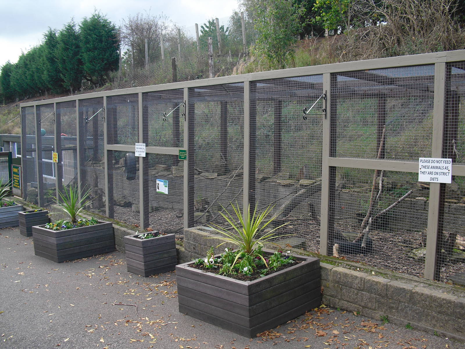 Ring-tailed Lemur Enclosure - 16/10/2011