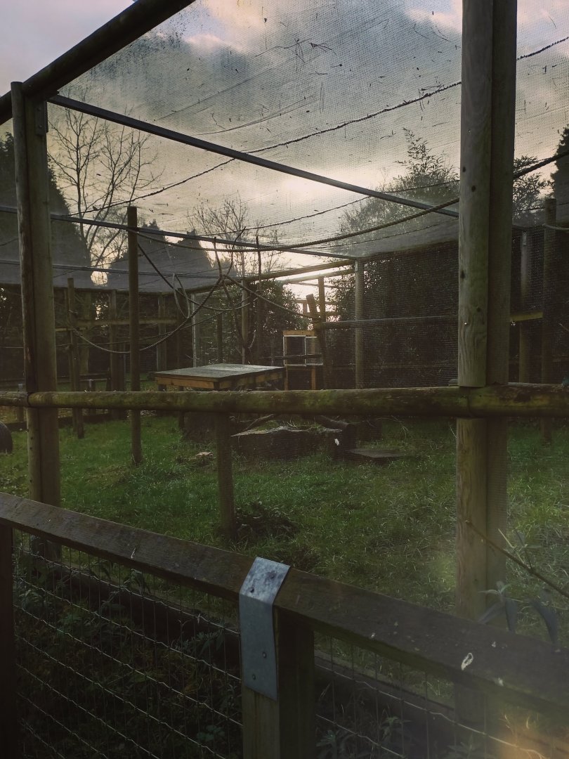Ring Tailed Lemur enclosure  17/12/23
