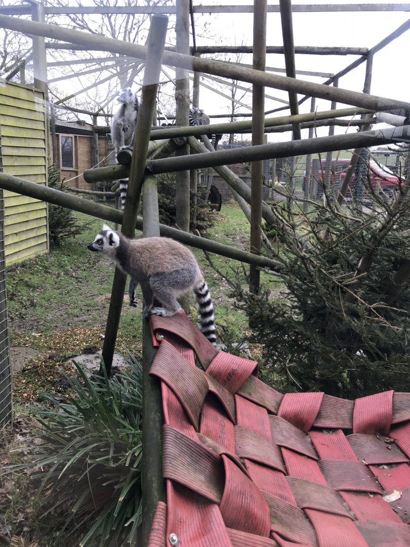 Ring-tailed lemur enclosure 170219