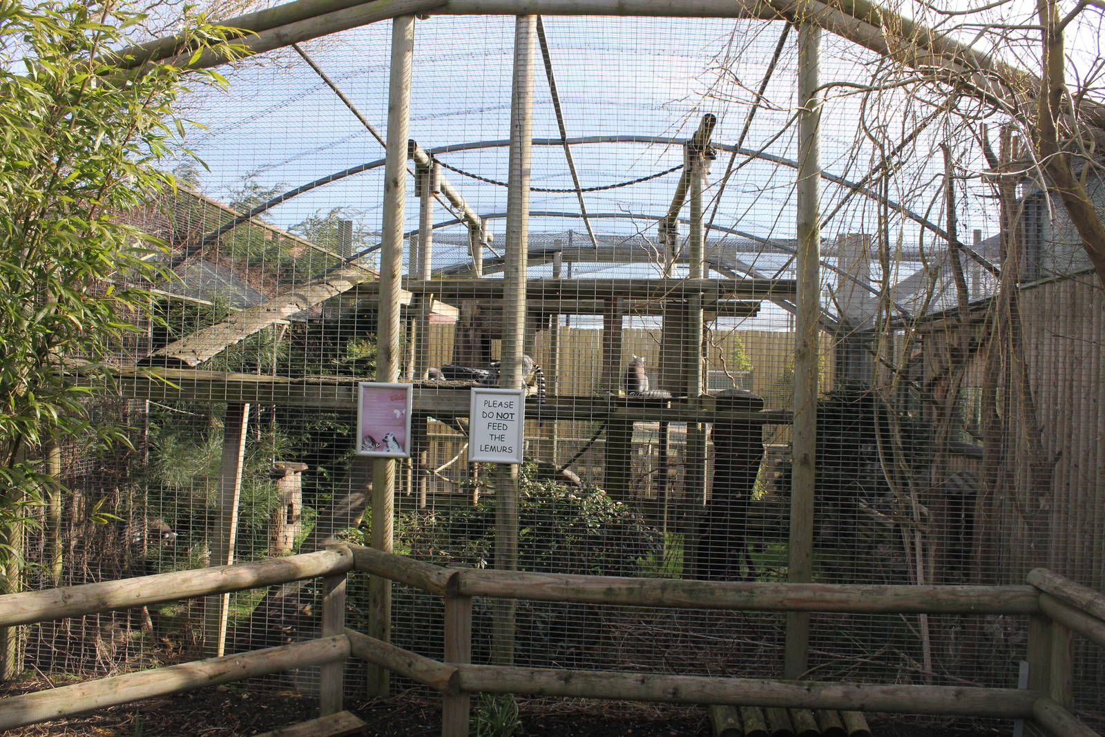 Ring-tailed Lemur enclosure 2-4-15
