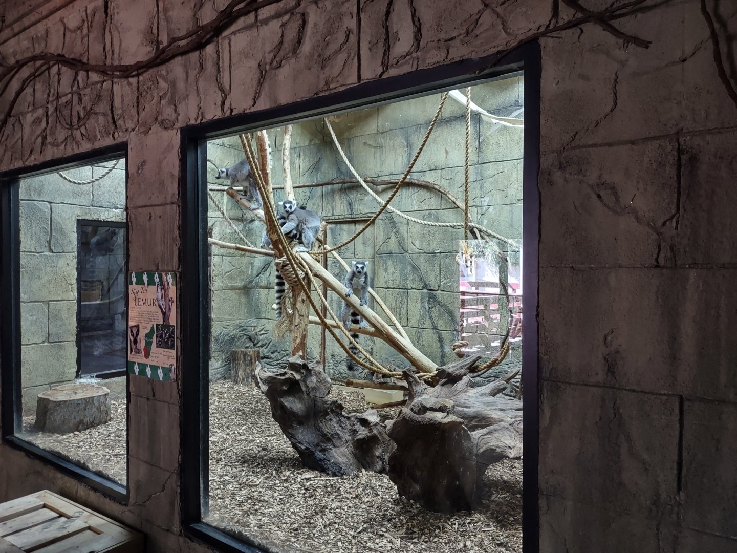 Ring tailed lemur enclosure #2