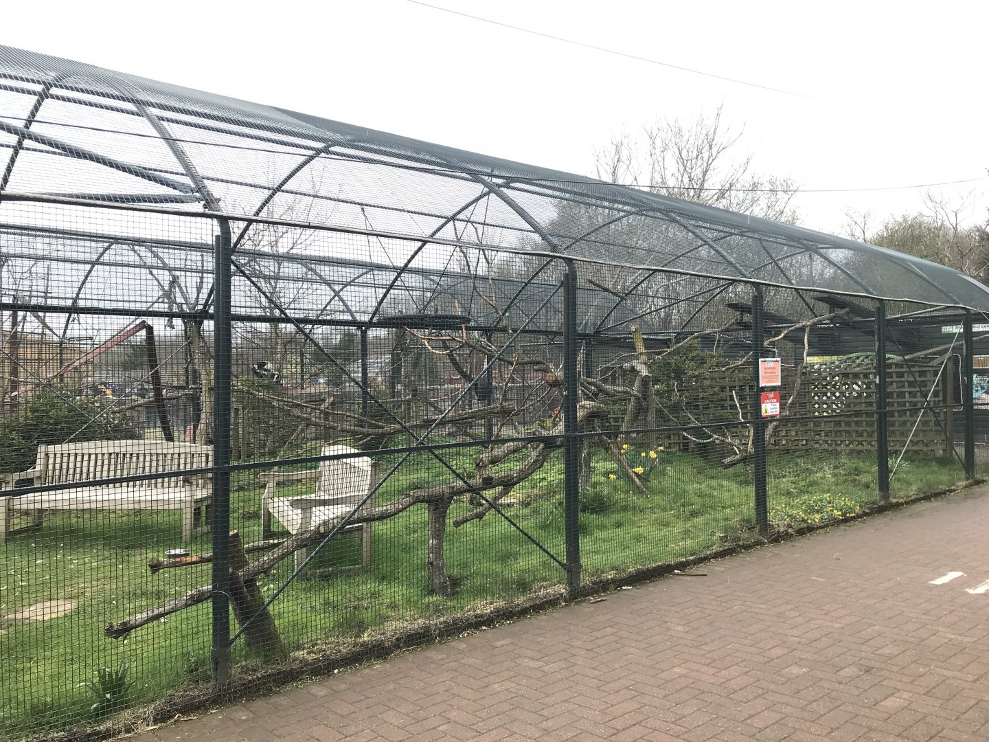 Ring tailed lemur enclosure (2)