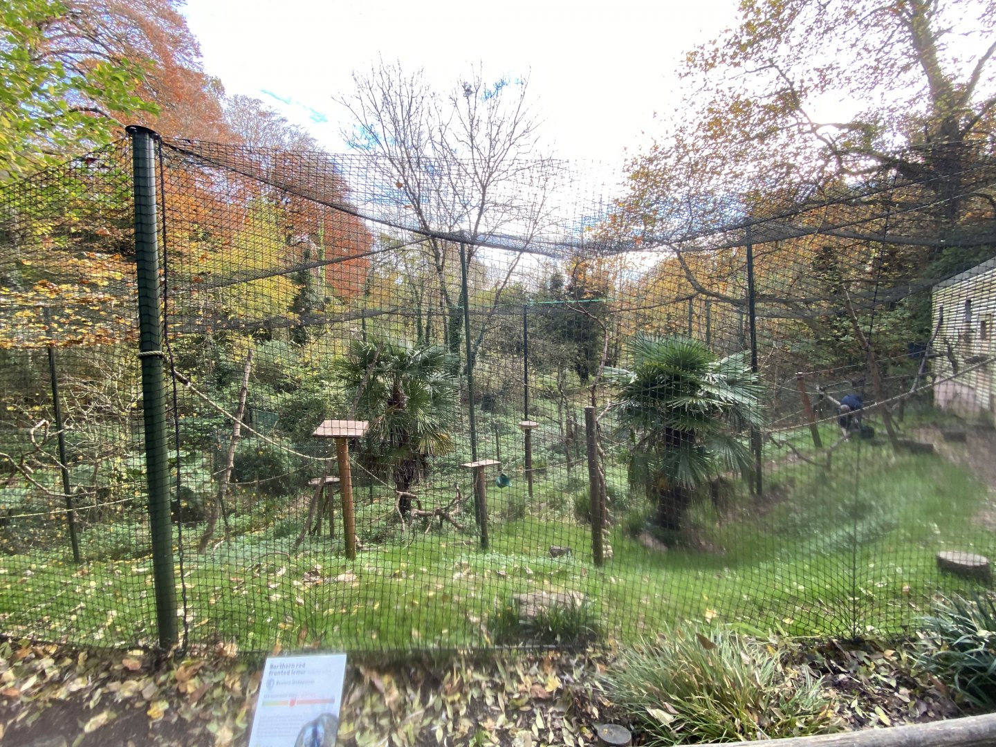 Ring-tailed lemur enclosure 201121