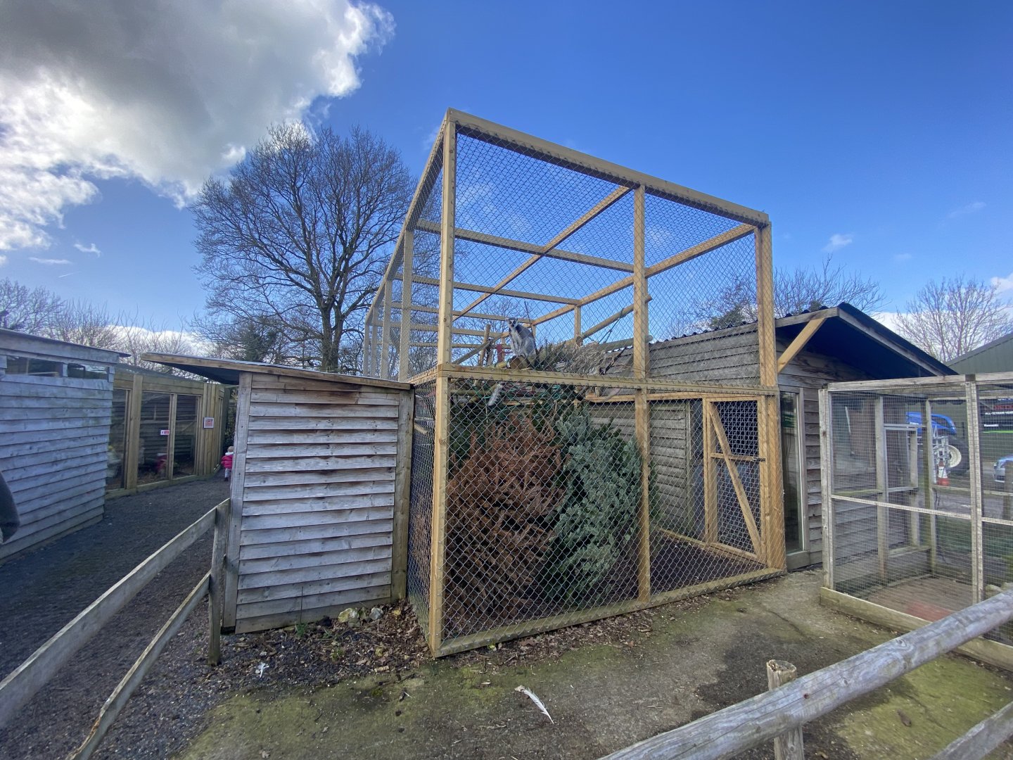 Ring-tailed lemur enclosure 250222