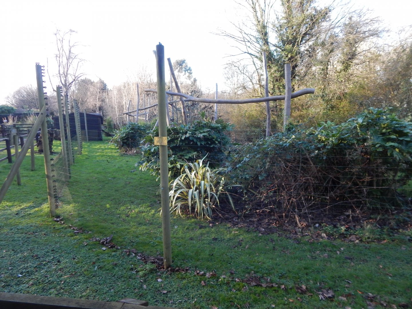 Ring-tailed lemur enclosure 260124