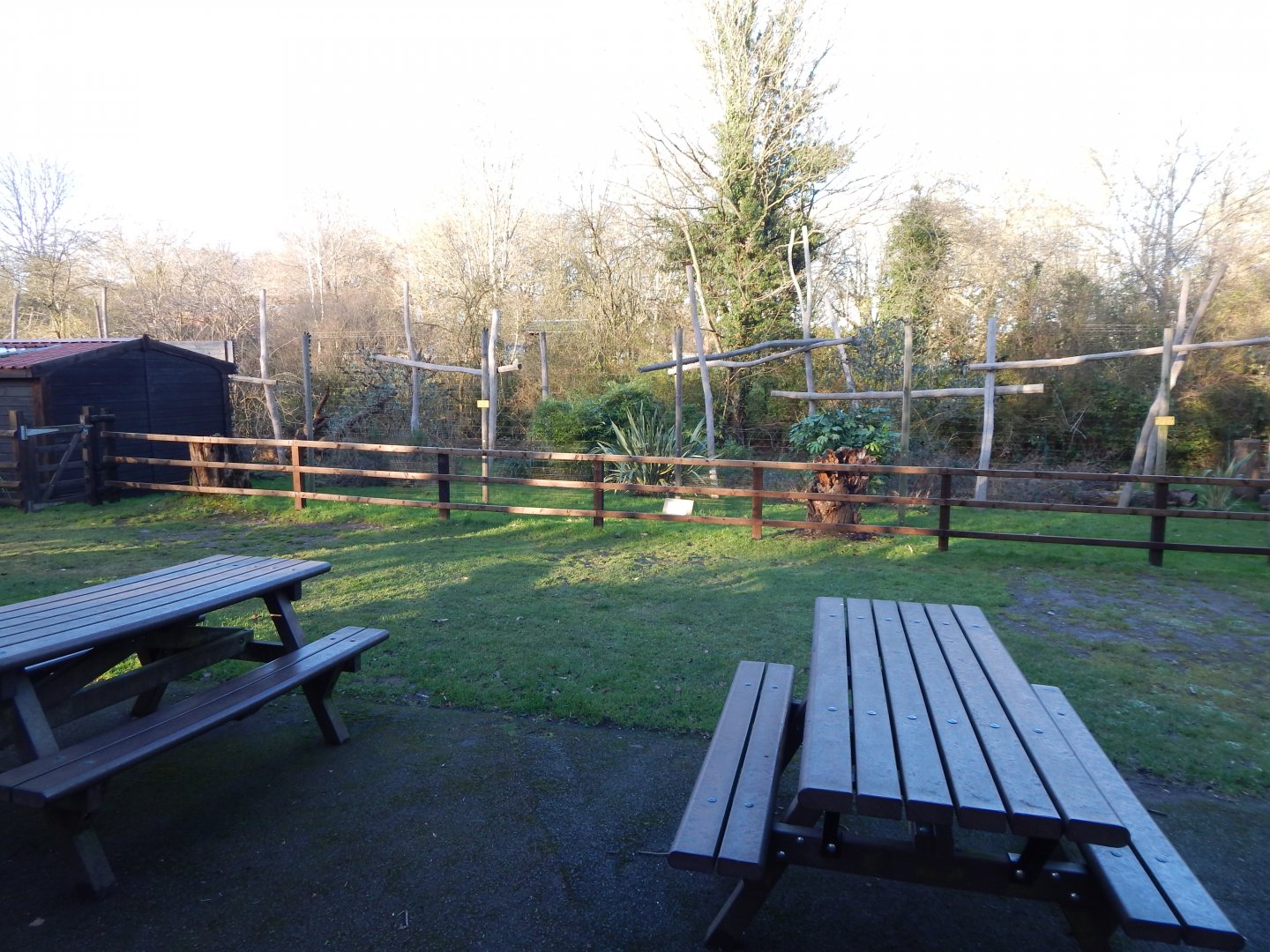 Ring-tailed lemur enclosure 260124