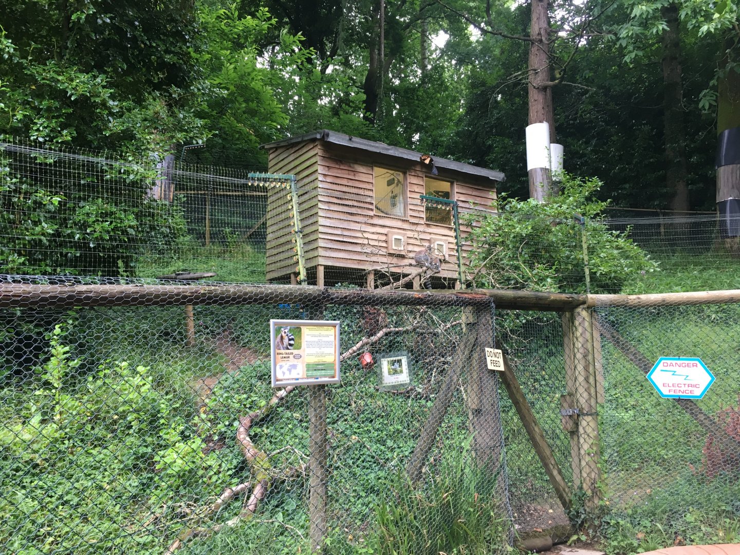 Ring-tailed lemur enclosure 300617