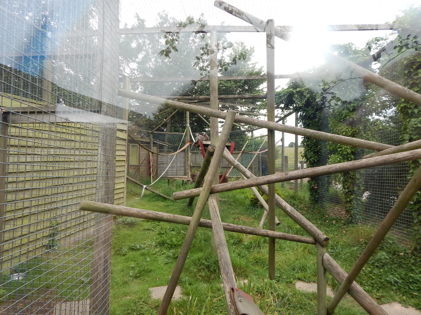Ring-tailed lemur enclosure 300623
