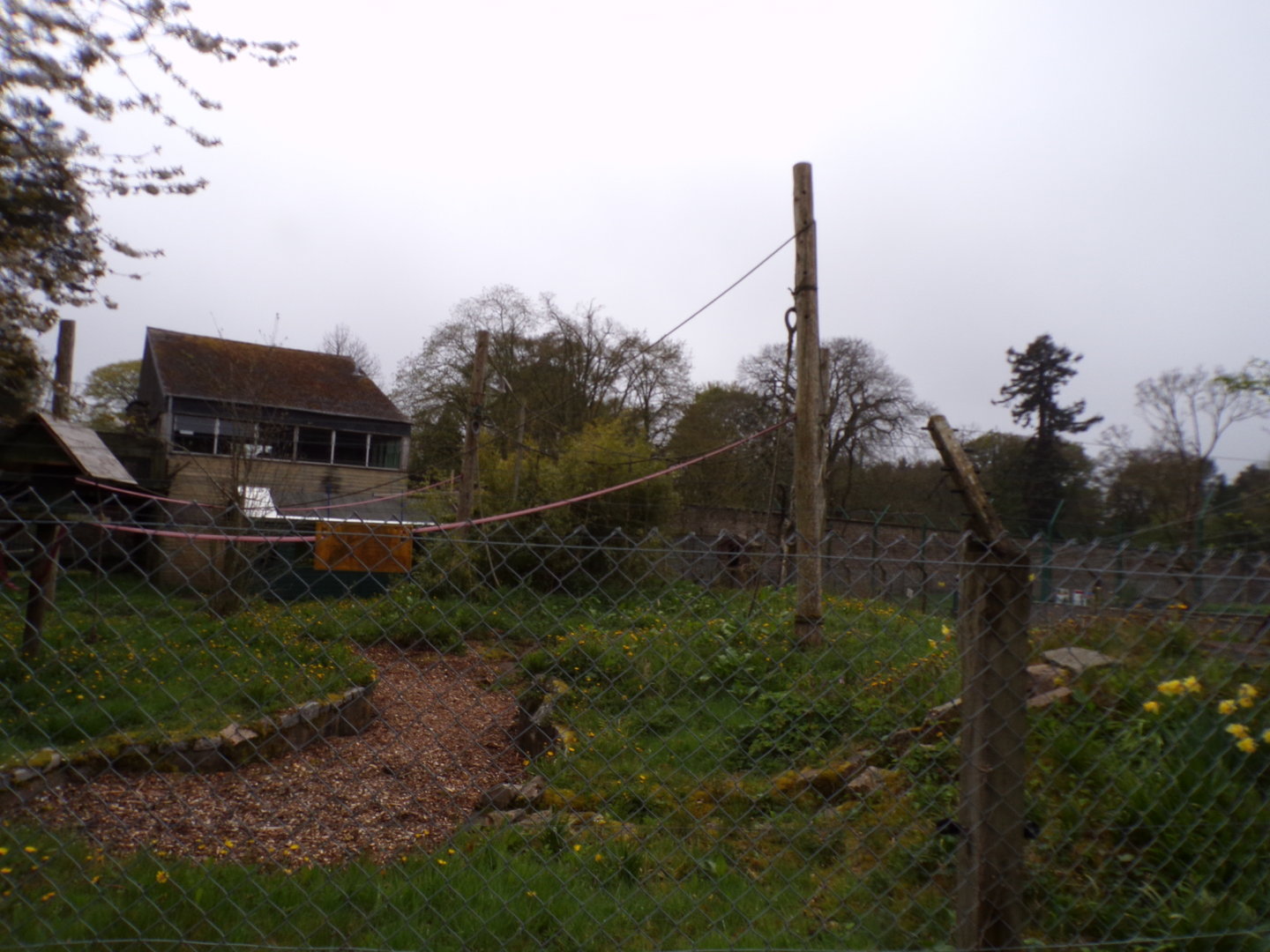 Ring-tailed lemur enclosure 7.5.23
