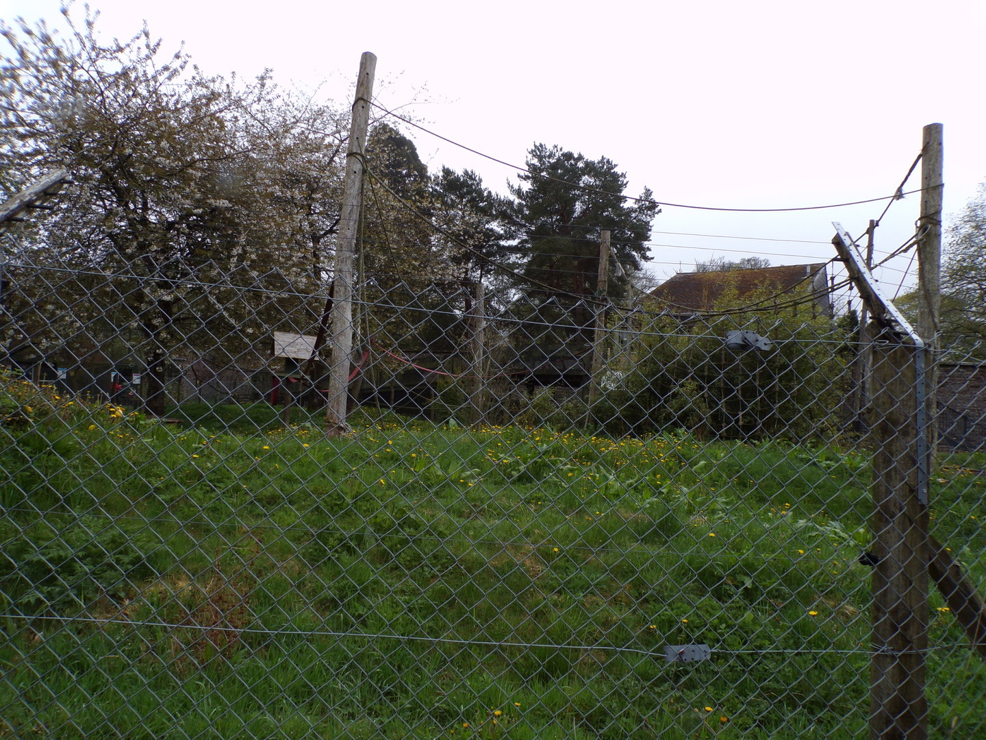 Ring-tailed lemur enclosure 7.5.23