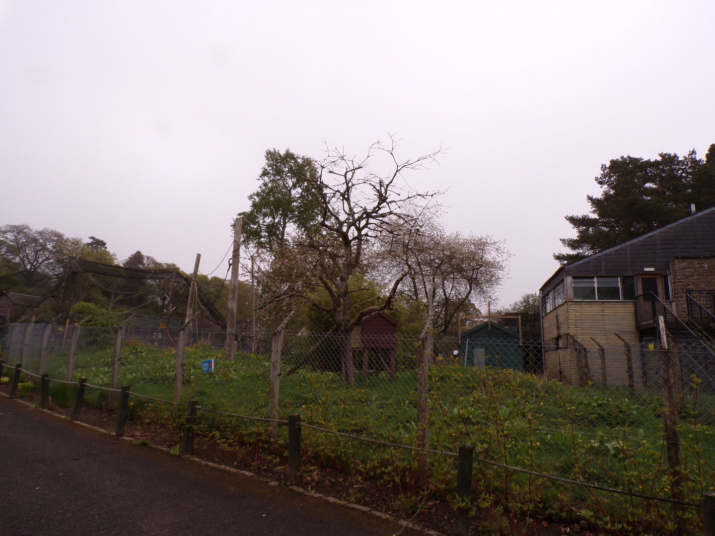 Ring- tailed lemur enclosure 7.5.23