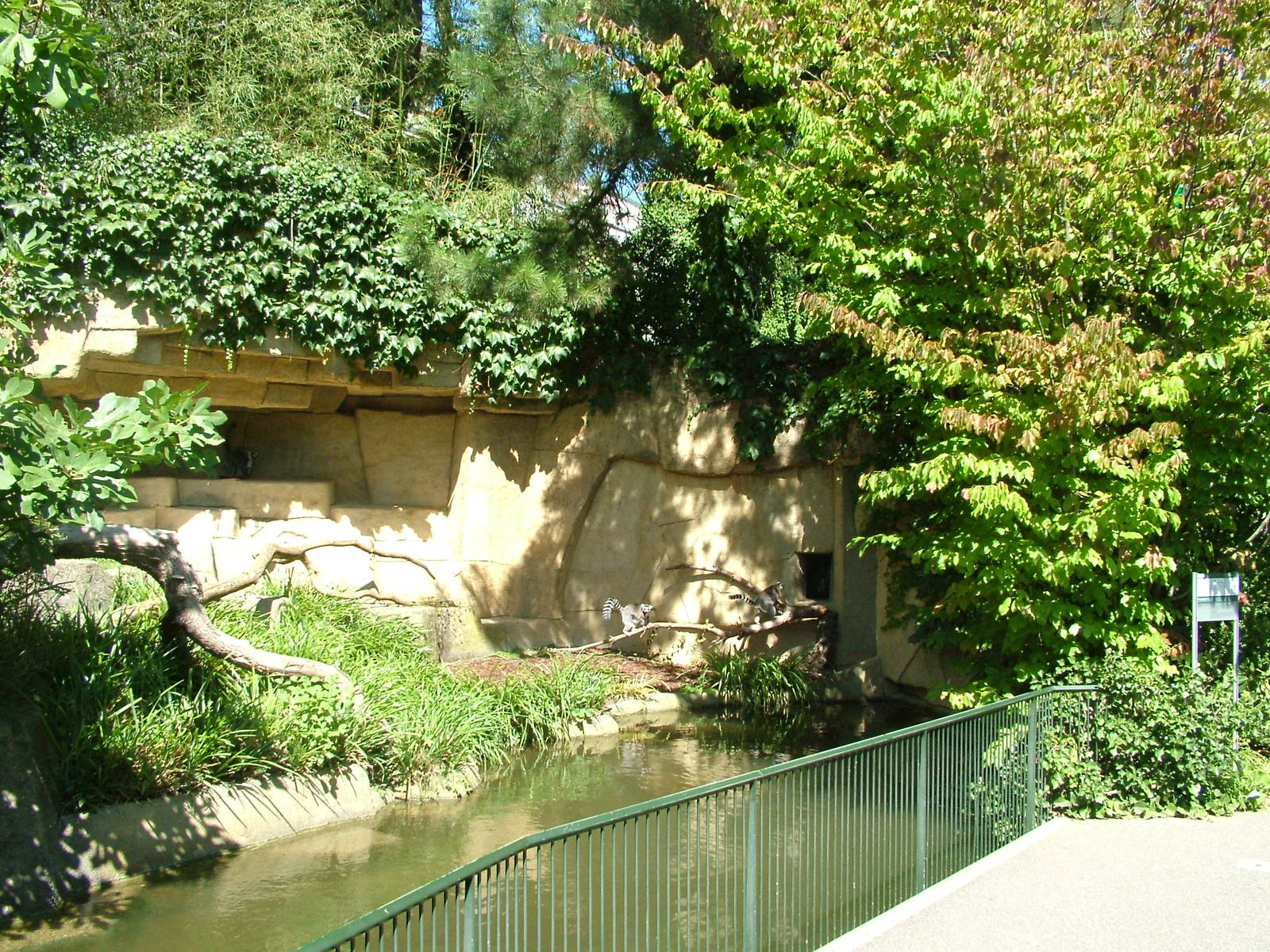 Ring-tailed Lemur enclosure at Basel Zoo 30/08/09