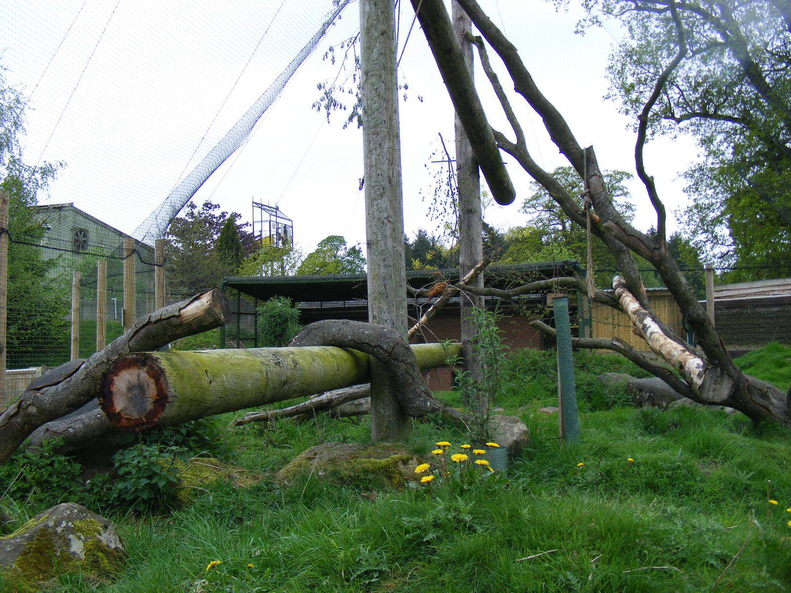 Ring-tailed lemur enclosure at Blair Drummond Safari Park, 19 May 2010