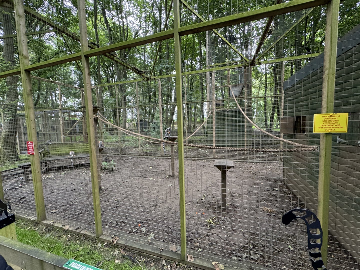 Ring-tailed Lemur Enclosure at Bridlington Animal Park (July 2024)