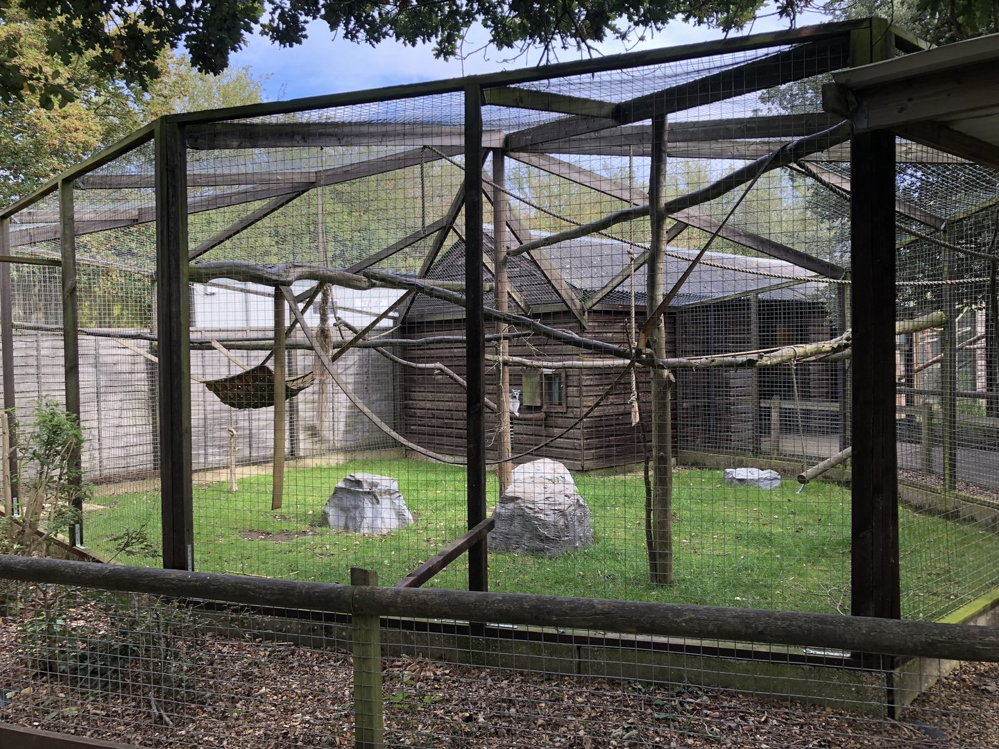 Ring-tailed Lemur Enclosure at Hamerton Zoo Park (October 2023)