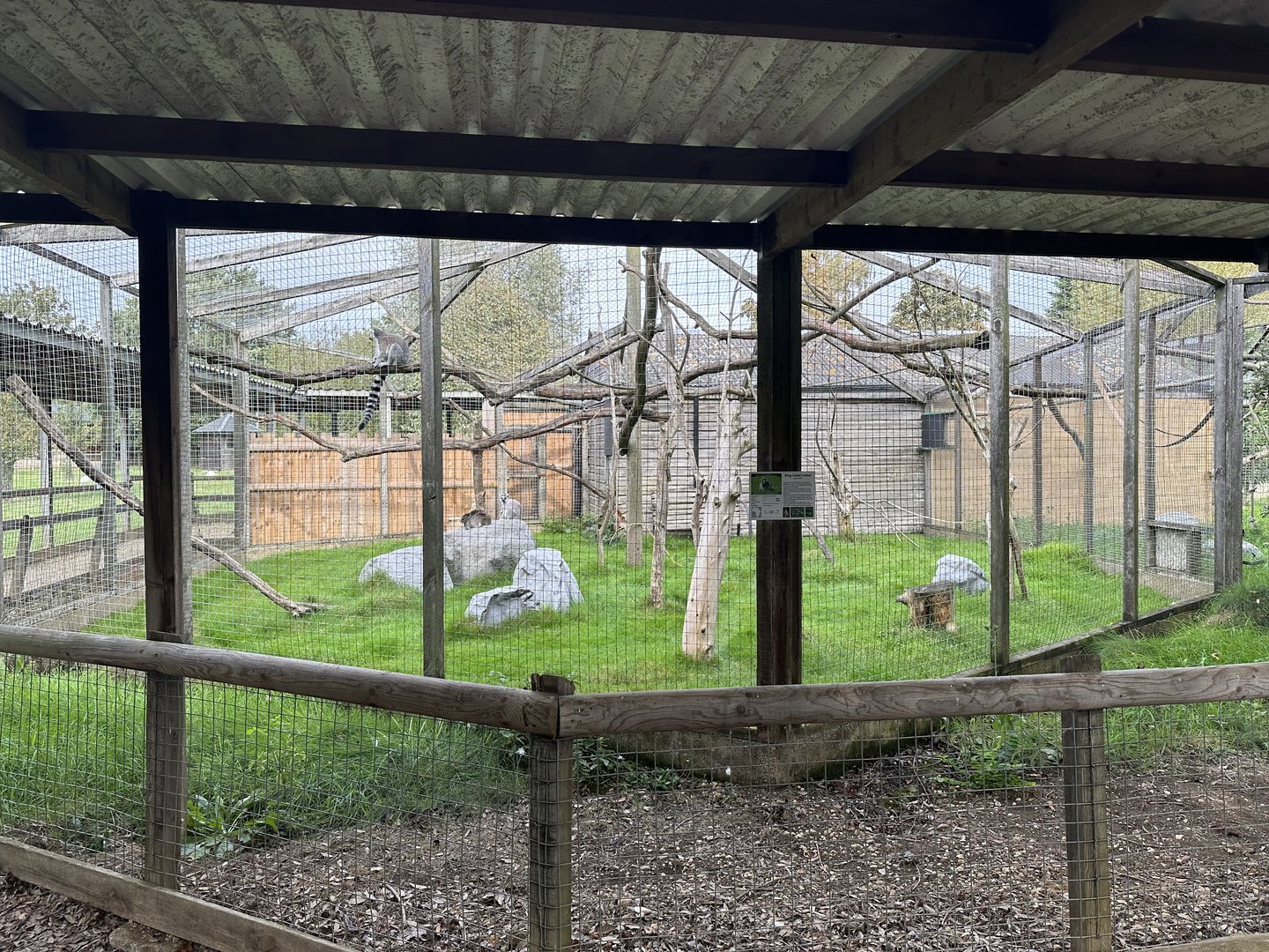 Ring-tailed Lemur Enclosure at Hamerton Zoo Park (October 2023)