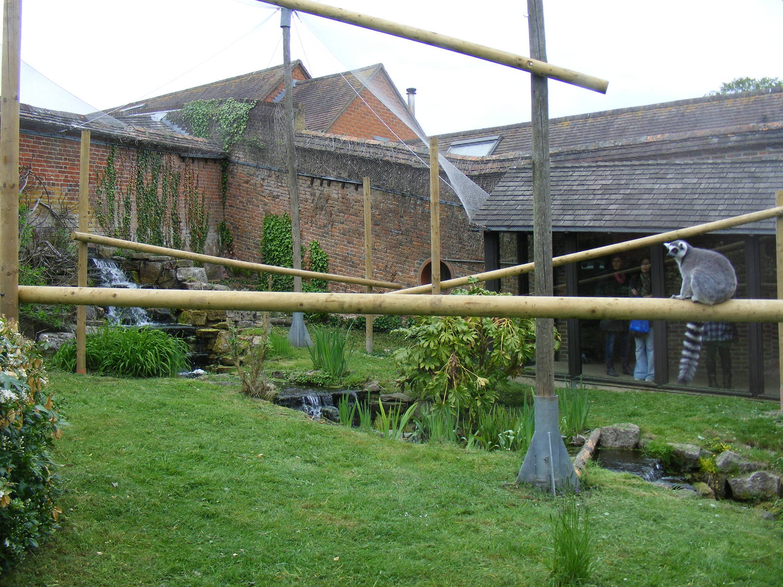 Ring-tailed lemur enclosure at Marwell Wildlife, 9 May 2010