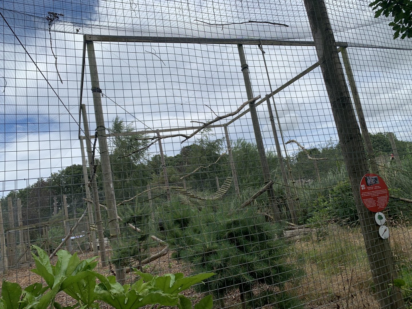 Ring-tailed Lemur Enclosure at Northumberland College Zoo (2020)
