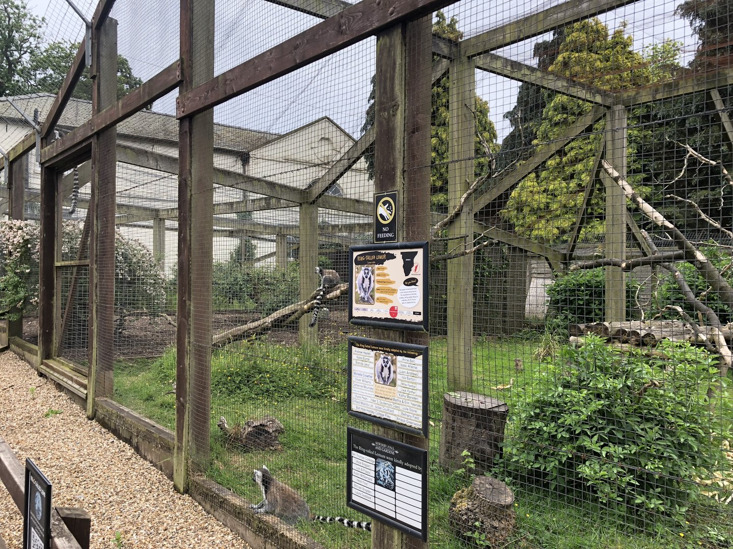 Ring-tailed Lemur Enclosure at Sewerby Zoo (June 2023)