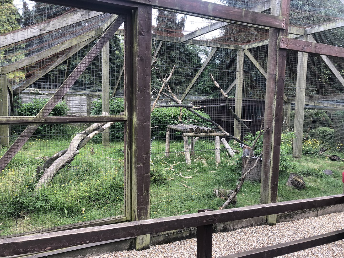 Ring-tailed Lemur Enclosure at Sewerby Zoo (June 2023)